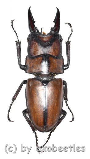 Prosopocoilus suturalis ( 30 – 34 )