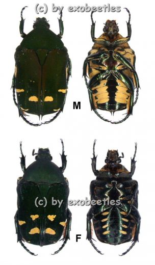 Protaetia ( Euprotaetia ) boholica A2