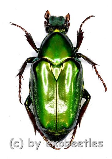 Pseudochalcothea planiuscula ( 25 – 29 )