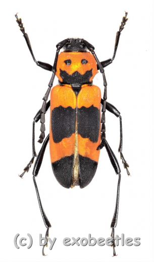 Purpuricenus quadrinotatus var. ( 15 – 19 )