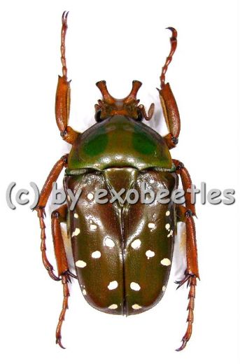 Stephanorrhina princeps ssp.princeps ( 25 - 34 )