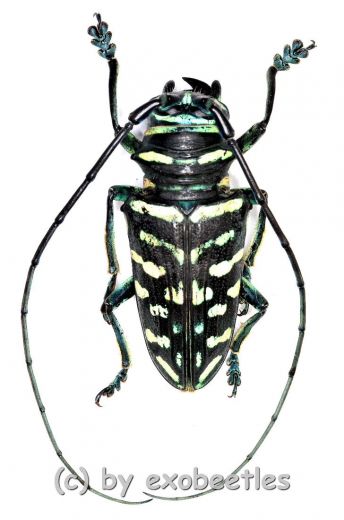 Sternotomis virescens ( 25 – 29 )