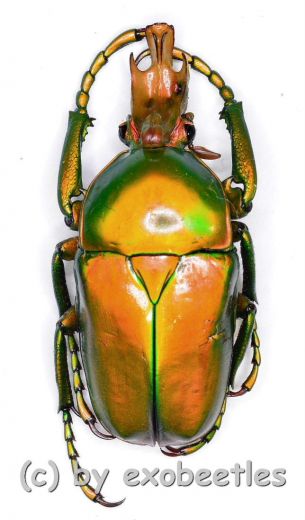 Taurhina ( Taurhina ) longiceps chrysocephala ( 25 – 34 ) A2