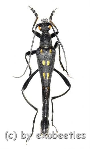 Teratoleptura mirabilis shibatai ( 25 – 34 ) A2