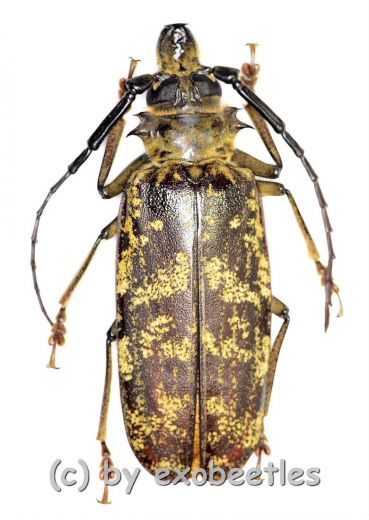 Tithoes maculatus maculatus ( 55 – 59 )