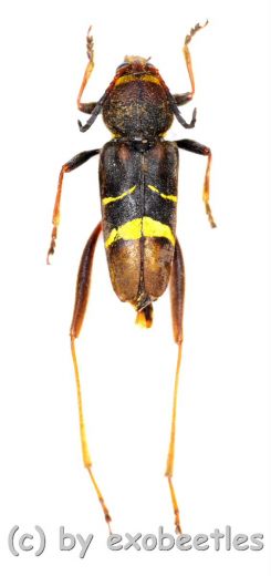 Xylotrechus latefasciatus ( 20 – 24 )