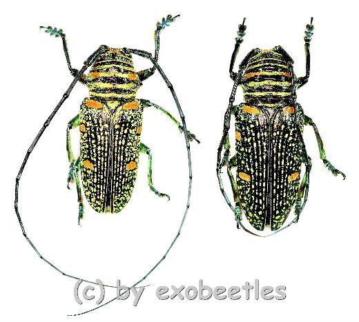 Zographus regalis ( 20 – 24 ) A1-