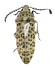 Eulichadidae