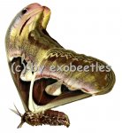 Attacus atlas  A2 