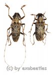 Cerambycidae spec. #89  ( M 30 – 34 ) 