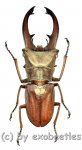 Cyclommatus canaliculatus consanguineus  ( 25 – 29 ) 