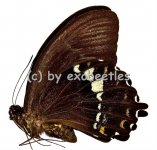 Papilio heringi  A1- 