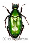 Pseudochalcothea planiuscula  ( 25 – 29 )  A2 