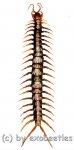 Scolopendra subspinipes  ( 115 – 119 ) 