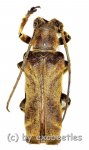Thylactus insignis  ( 30 – 39 ) 