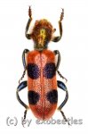 Tichodes spec.  ( 15 – 19 ) 