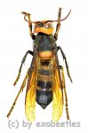 Vespa mandarinia ( asiatische Riesenhornisse )  ( 25 – 34 ) 