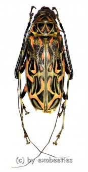 Acrocinus longimanus  ( 50 – 54 ) 