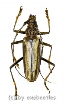 Aeolesthes laosensis  ( 45 – 49 ) 