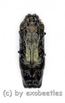Agrilus spec.  ( 5 – 9 ) 