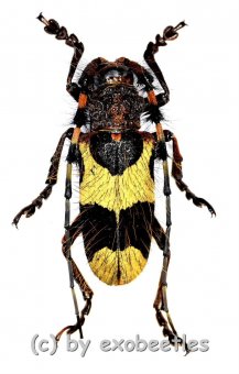 Arctolamia fruhstorferi  ( 25 – 29 ) 