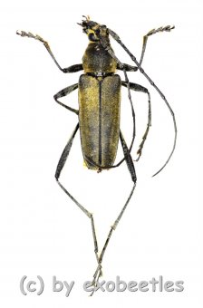 Cerambycidae spec. #55  ( 15 - 19 ) 