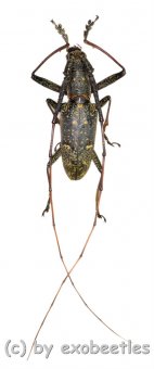 Cerambycidae spec. #76  ( 25 - 29 ) 