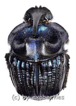 Coprophanaeus lancifer  ( 35 – 39 ) 