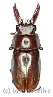 Eligmodontus kanghianus  ( 15 - 19 ) 