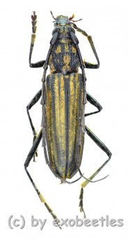 Gibbocerambyx aurevittatus  ( 20 - 24 ) 