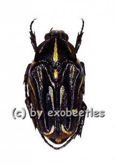 Ixorida ( Mecinonota ) luctuosa  ( 15 - 19 ) 
