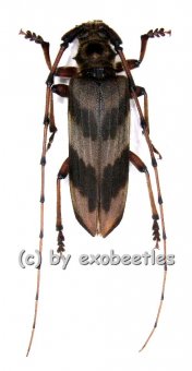 Oplatocera callidiodes  ( 30 - 34 ) 