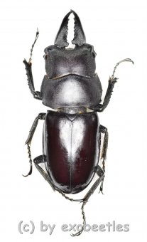 Prosopocoilus ( Prosopocoilus ) crenulidens  ( 30 - 34 ) 