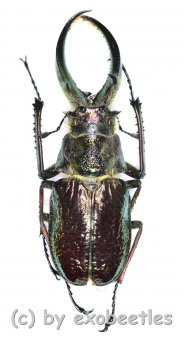 Sphaenognathus feisthameli  ( 65 – 69 ) 