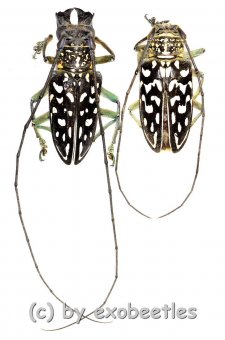 Stellognatha maculata  ( M 30 – 34 ) 