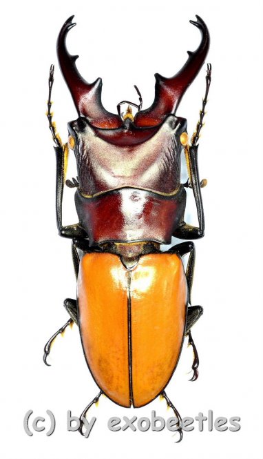 Cyclommatus bicolor ( telodonte )  ( 30 – 34 ) 