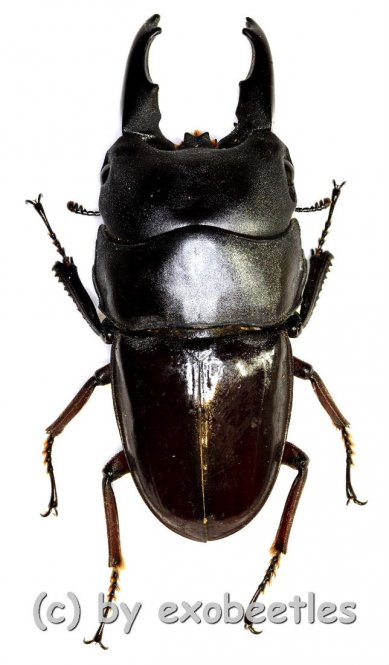 Dorcus Detanii 35 39 In Lucanidae Insekten Aus Aller Welt