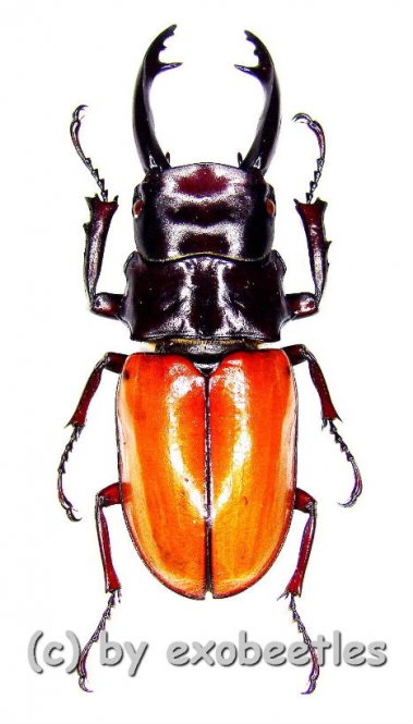 Odontolabis sarasinorum  ( 45 – 49 ) 