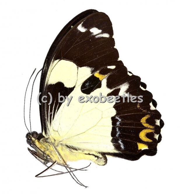 Papilio euchenor  A2 