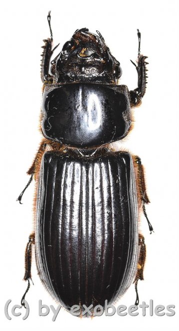 Passalidae spec. #4  ( 30 – 34 ) 