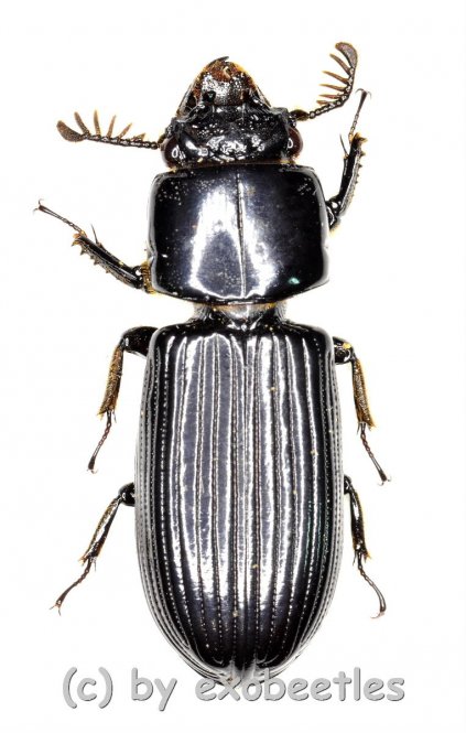 Passalidae spec. #5  ( 25 – 29 ) 