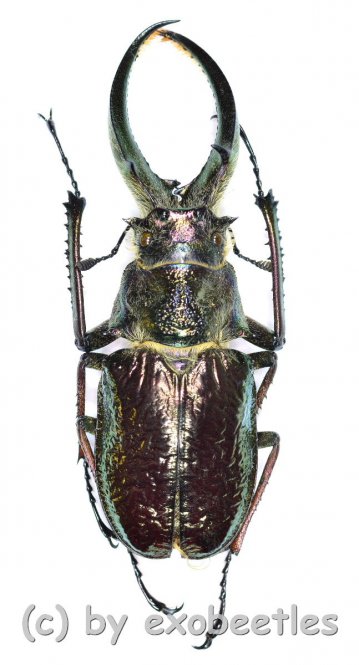 Sphaenognathus feisthameli  ( 50 – 54 ) 