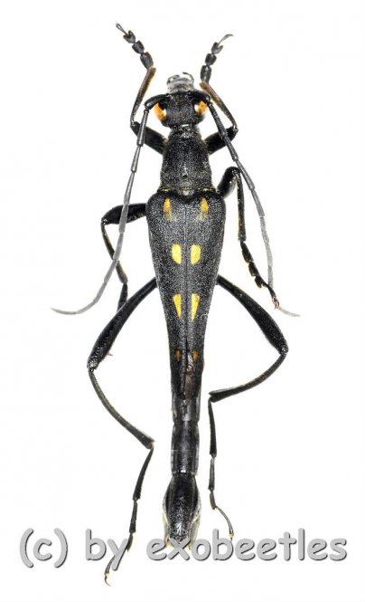 Teratoleptura mirabilis shibatai  ( 25 – 34 )  A2 