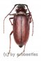 Dorysthenes ( Paraphrus ) granulosus  ( 30 - 34 )