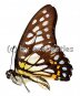 Graphium chironides  A1/A-