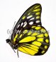 Prioneris thestylis thestylis  A1/A-